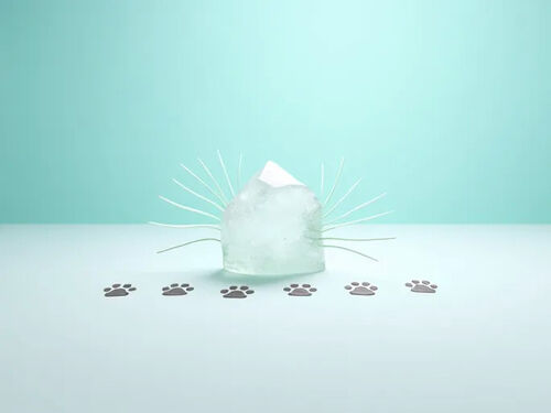 آخرین وبلاگ شرکت درباره آرم همر، خاک سبک وزن برای خانه‌های چند گربه را عرضه می‌کند.