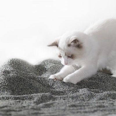 Хорошая цена Легко подбирать руду Кошачий мусор Серый Без пыли Кошачий мусор Природные материалы онлайн