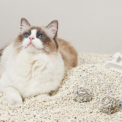 Goede prijs Populairste Nieuwste Product OEM/ODM Groothandel Kattenbakvulling 100% Natuurlijk Biologisch Afbreekbaar Tofu Mix Bentoniet Kattenbakvulling online